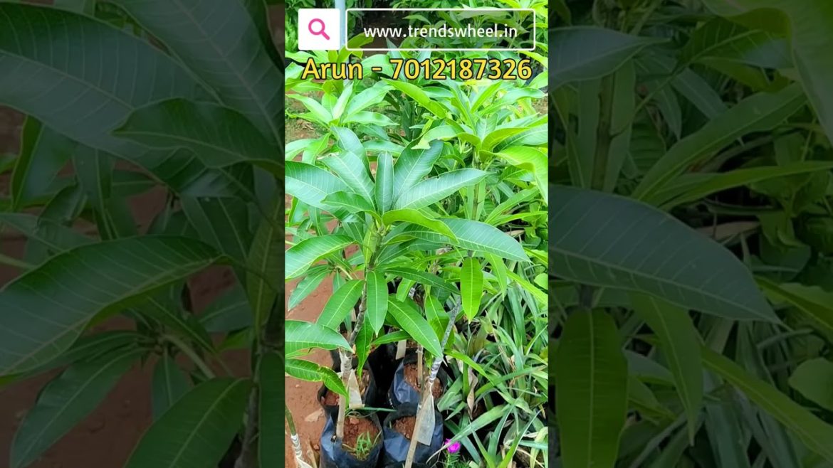 Chandrakaran Mango Plant Malayalam Trends Wheel Shorts #chandrakaran #trendswheel #mangoplant