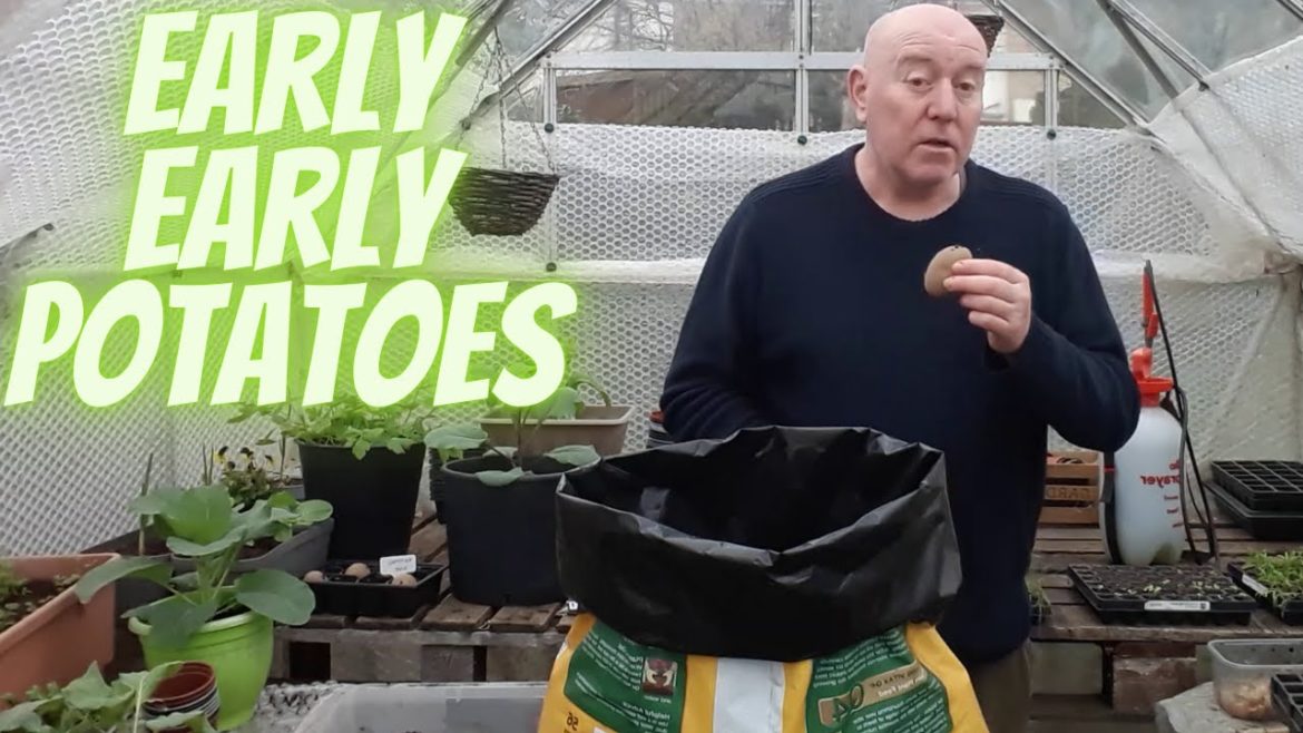 Early Container Potatoes[Gardening Allotment UK] [Grow Vegetables At Home ]