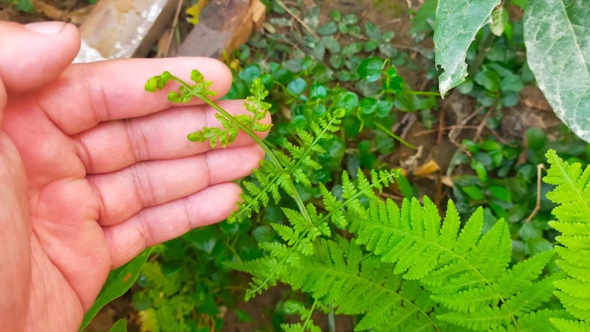 How Edible Fern grows using Hydroponics solution. Transplant from wild. ep1