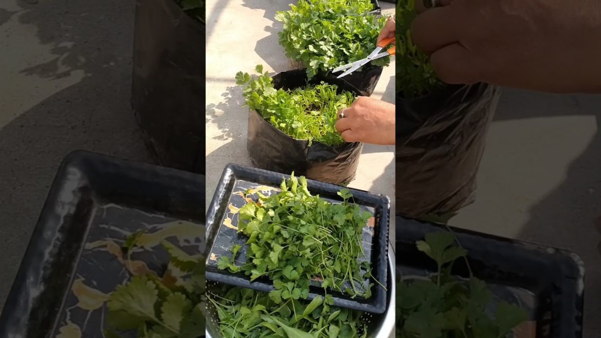 किसने किया Harvesting Leafy Vegetables🥬की🤔 #shorts #harvesting