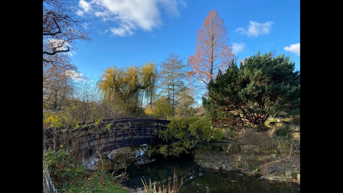 Winter Regent's Park Japanese Garden Mary's Rose Garden nature&bird lovers Robin singing Bird-watch Winter Regent's Park Japanese Garden Mary's Rose Garden nature&bird lovers Robin singing Bird-watch