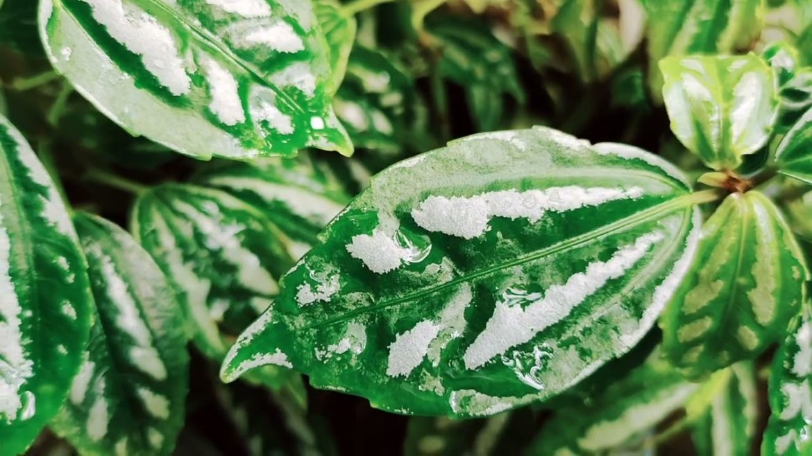 Wonderful EASY to GROW plant. ALUMINUM plant.π±ππΏ #youtubeshorts #plants #containergardening #green Wonderful EASY to GROW plant. ALUMINUM plant.π±ππΏ #youtubeshorts #plants #containergardening #green