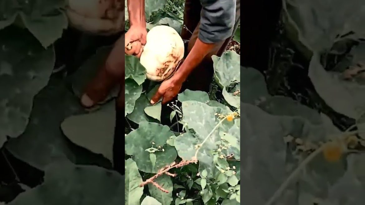 harvesting big melon squash | #trending #gardening #shorts