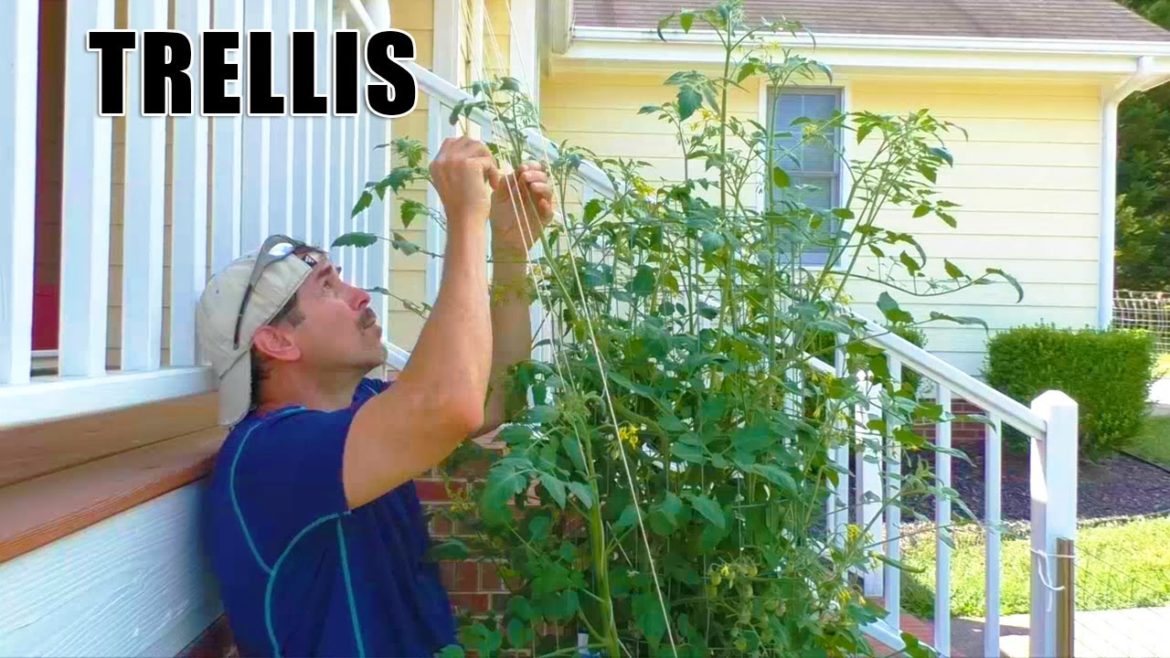 Tomato TRELLIS and HARVESTS of Lettuce Kale Radish JUNE UPDATE Container GARDEN Vegetable Gardening