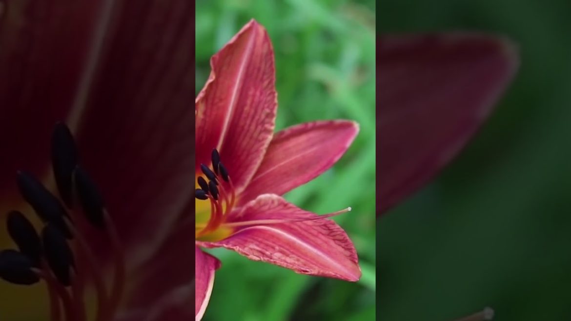 🌸 Daylily: An Edible Flower That's Abundantly Available! 🌸 Daylily: An Edible Flower That's Abundantly Available!