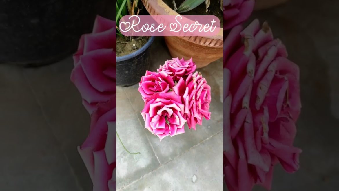 Rose Plant Care tips #plants #airlayering #roses#king#gardening#organic #organicfertilizer#shorts Rose Plant Care tips #plants #airlayering #roses#king#gardening#organic #organicfertilizer#shorts