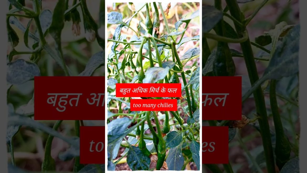 #shorts #gardeningtips & home gardening #garden ideas for beginners & grow vegetables at home-chilli #shorts #gardeningtips & home gardening #garden ideas for beginners & grow vegetables at home-chilli