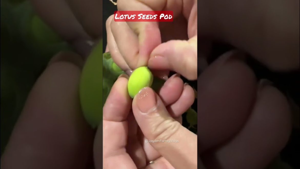 Edible LOTUS Seeds 😋🤗 #shorts #satisfying #food #youtubeshorts