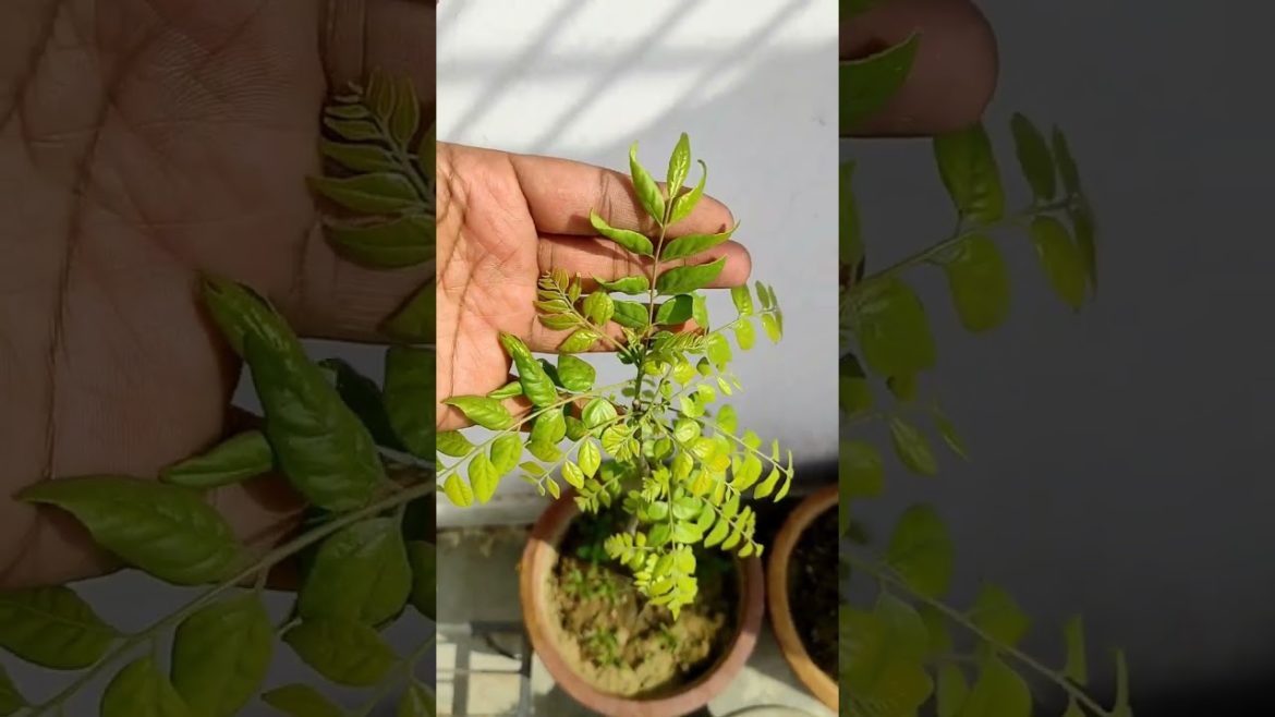 kari patta#kadipatta#plants#curryleaves#viral#shortsfeed#gardening#organic #shortfeed #shorts#short