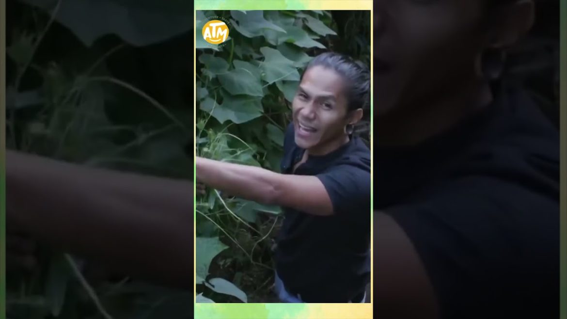 The Igorot’s almost limitless supply of Sayote! | Farm To Table