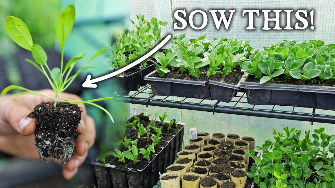 Huw Richards: What to Sow in March for Self-Sufficiency What to Sow in March for Self-Sufficiency