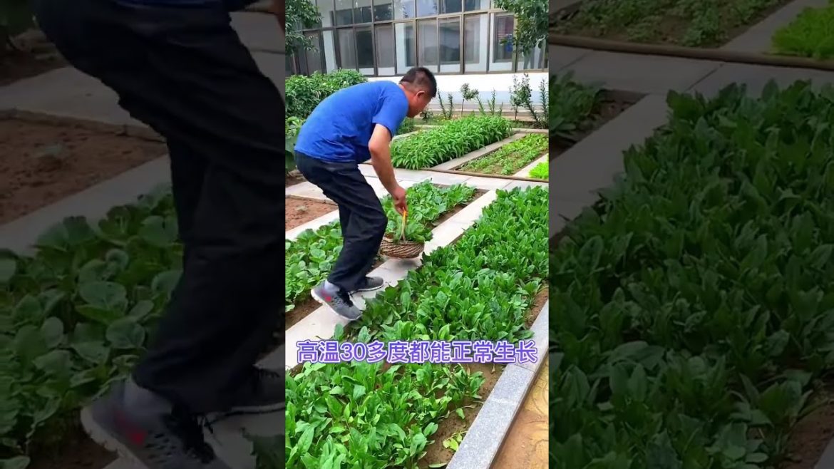 happened with garden at home happened with garden at home