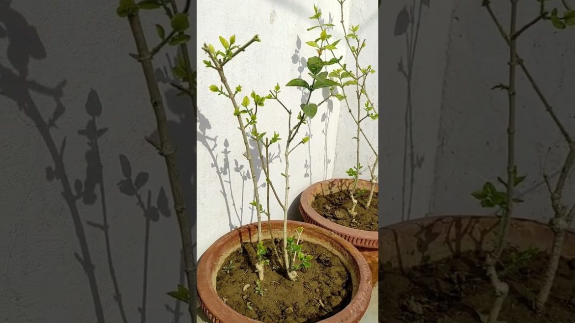 Mogra Plant care #mogra #jasmine #king#gardening#organic #shortfeed #shorts#viral #shortsfeed #short