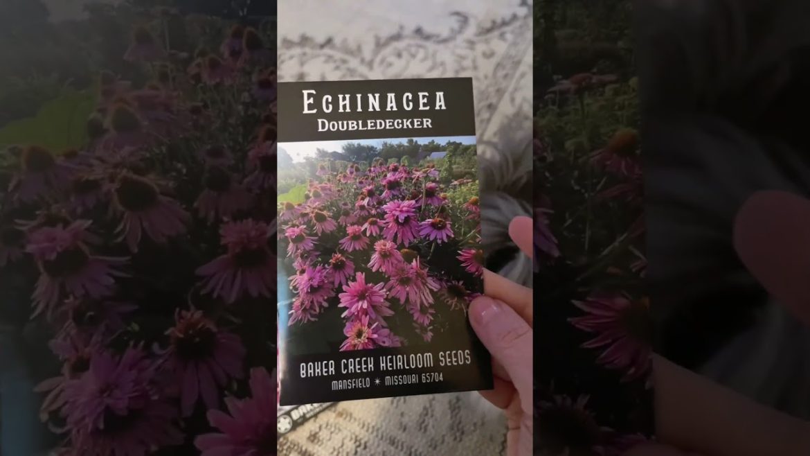 6 Best Flowers to grow indoors | YOU WON'T BELIEVE WHICH IS EDIBLE! THE FLOWER IS 7″ ACROSS!😮 6 Best Flowers to grow indoors | YOU WON'T BELIEVE WHICH IS EDIBLE! THE FLOWER IS 7" ACROSS!😮