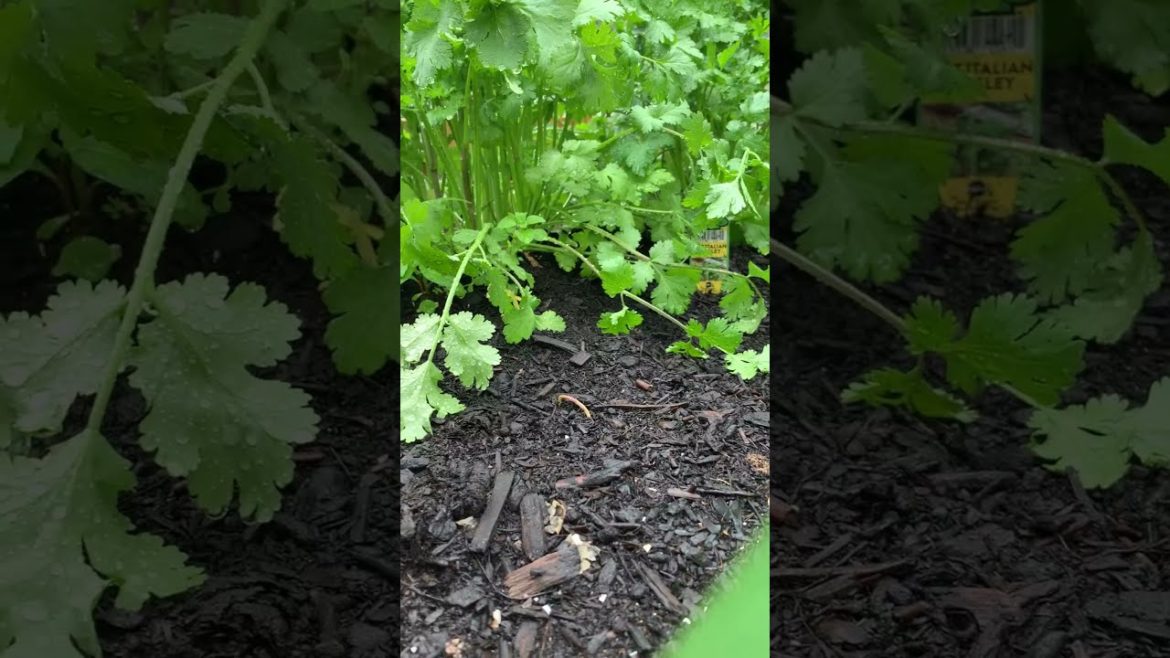 How to Gardener: Tips for A Successful Garden
