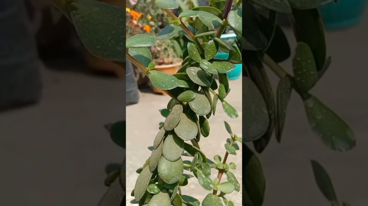 Jade plant #youtubeshorts #youtube #youtubeshort #bonsai #garden #design #viral