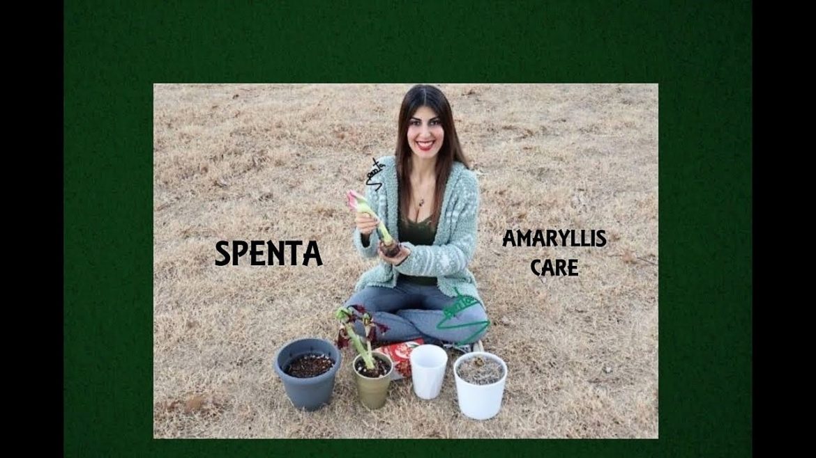 Planting Amaryllis Seeds | Caring For Amaryllis Plants | Gardening Tips With Spenta