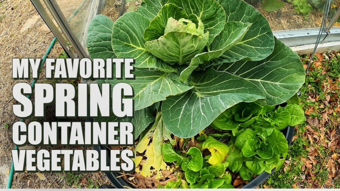 Best plants and designing spring container garden Best plants and designing spring container garden
