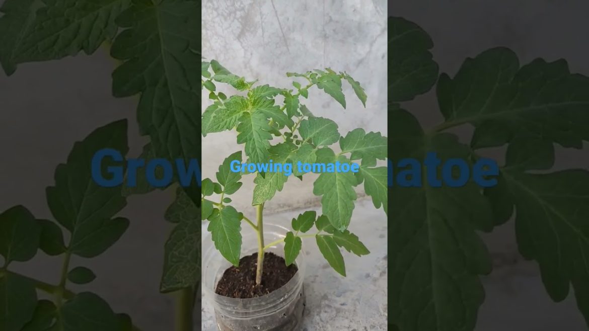 magtanim magpatubo ng kamatis sa plastic container | urban rooftop garden #shorts #garden #tomatoes magtanim magpatubo ng kamatis sa plastic container | urban rooftop garden #shorts #garden #tomatoes