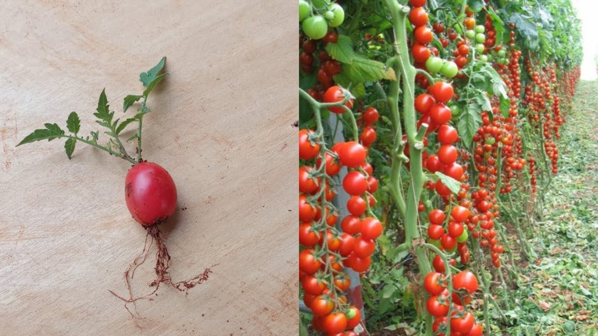 DIY gardening - HOW TO GROW CHERRY TOMATOES - [easy and successfully]