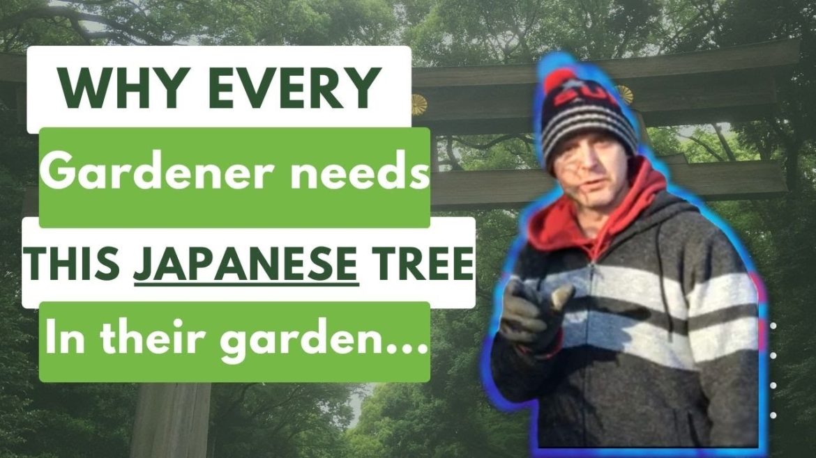 Japanese Garden Plants - Why Your Garden Needs Cryptomeria Japonica