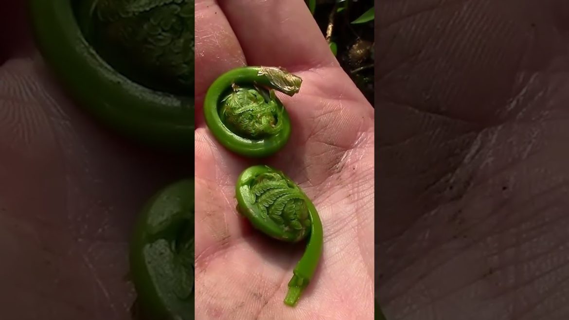 🌱 Fiddleheads: Baby Ferns That Are Edible!