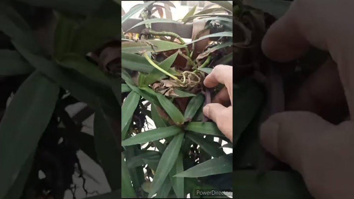 Boat plant Cleaning & advantages#shorts