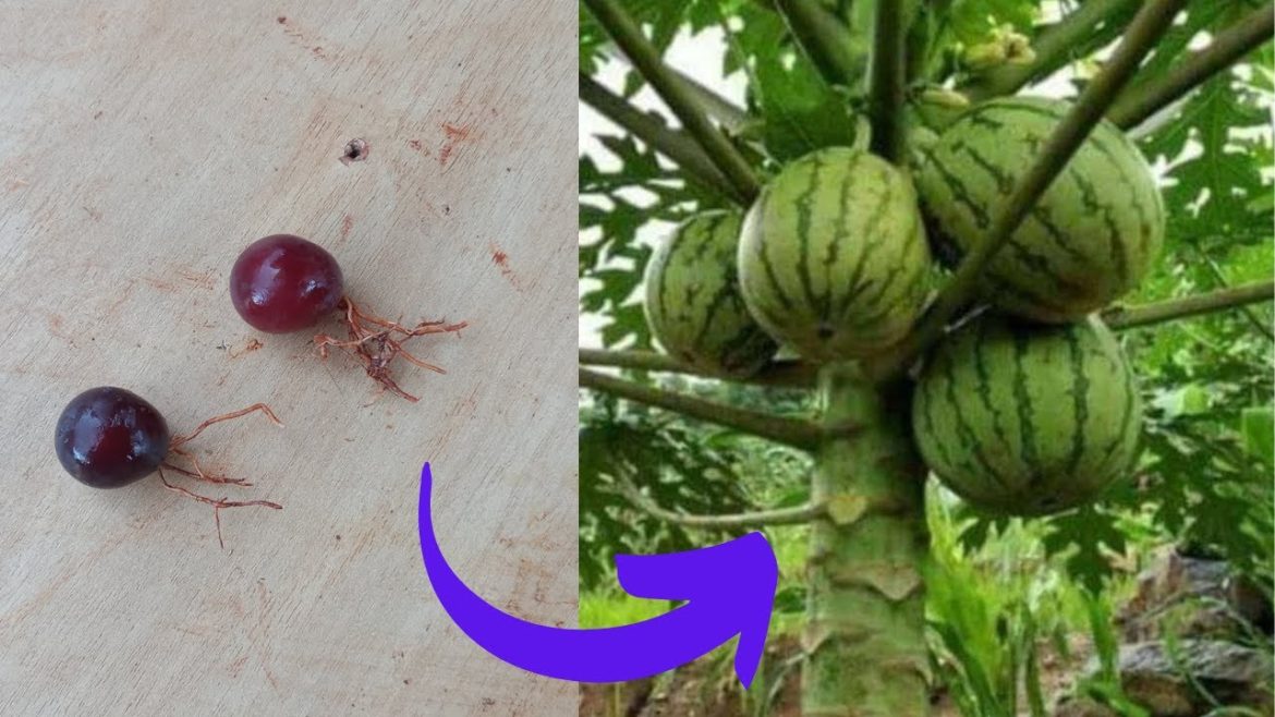 DIY gardening - HOW TO PLANT GRAPES - [in the papaya]