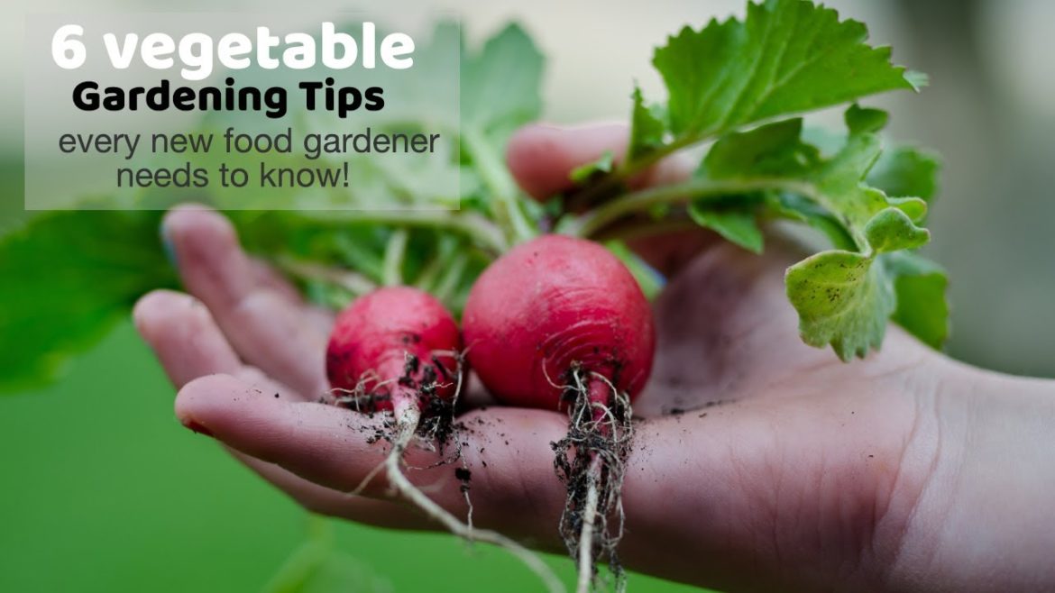 6 vegetable gardening tips every new food gardener needs to know 6 vegetable gardening tips every new food gardener needs to know
