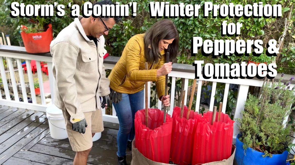 🫑🍅 Winter Protection for Peppers & Tomatoes - Big Storm’s a Comin' to Southern California!