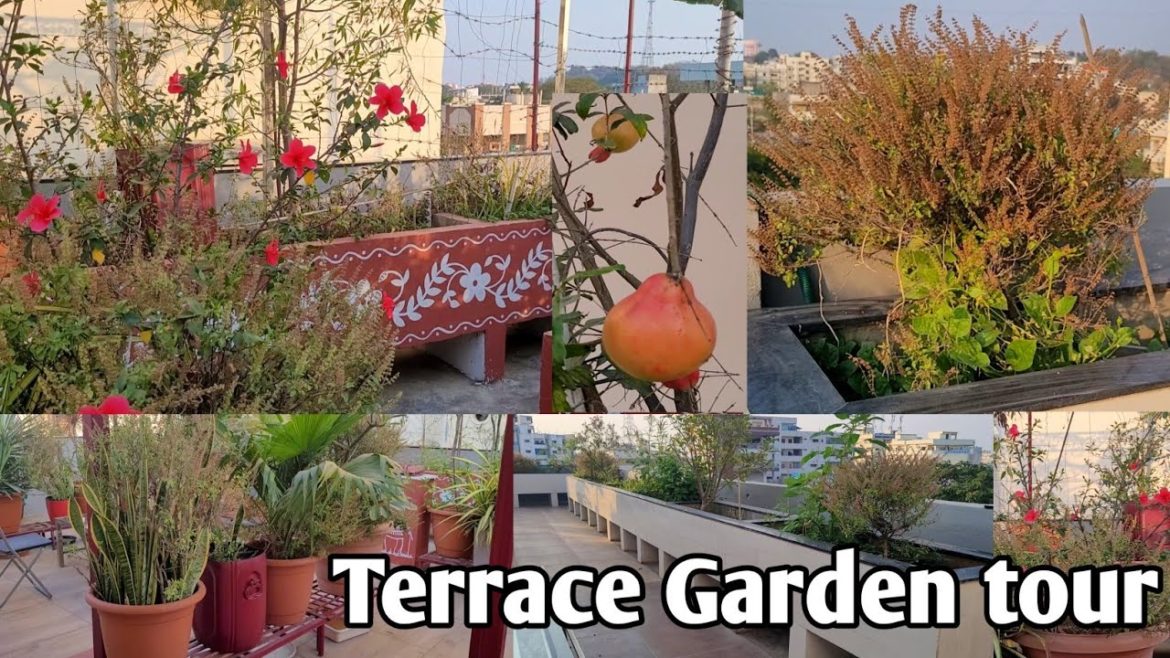 garden tour | gardening ideas for home in telugu | terrace garden tour | home garden ideas