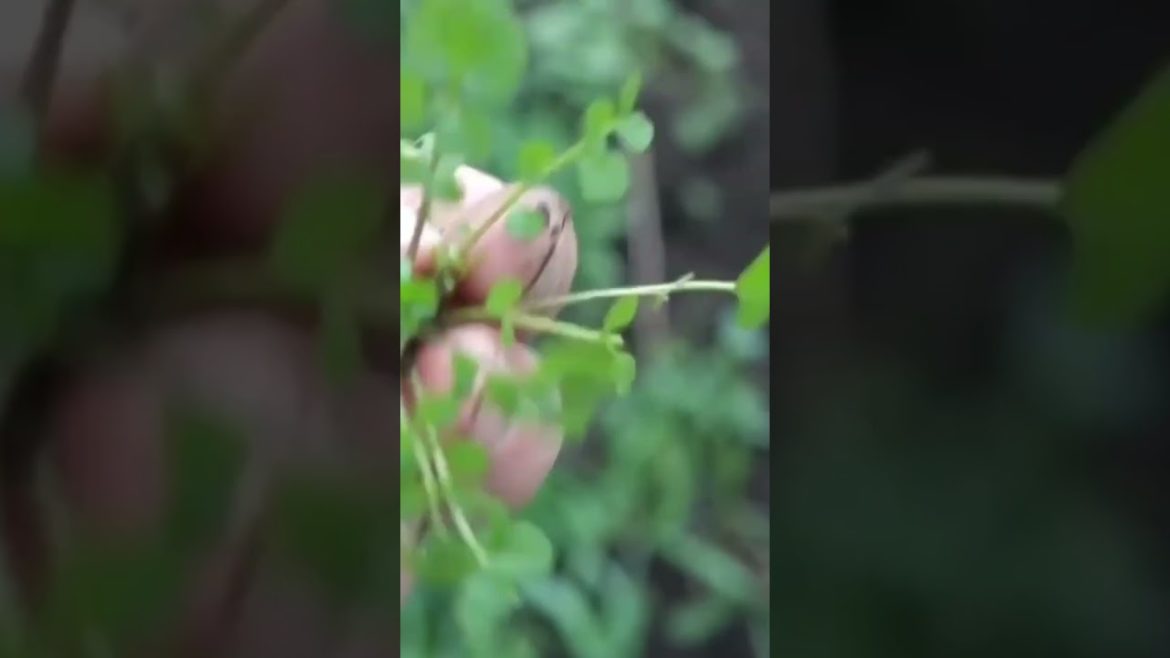 🌿 Bittercress: A Peppery Wild Edible Found Everywhere In Your Yard! 🌿 Bittercress: A Peppery Wild Edible Found Everywhere In Your Yard!