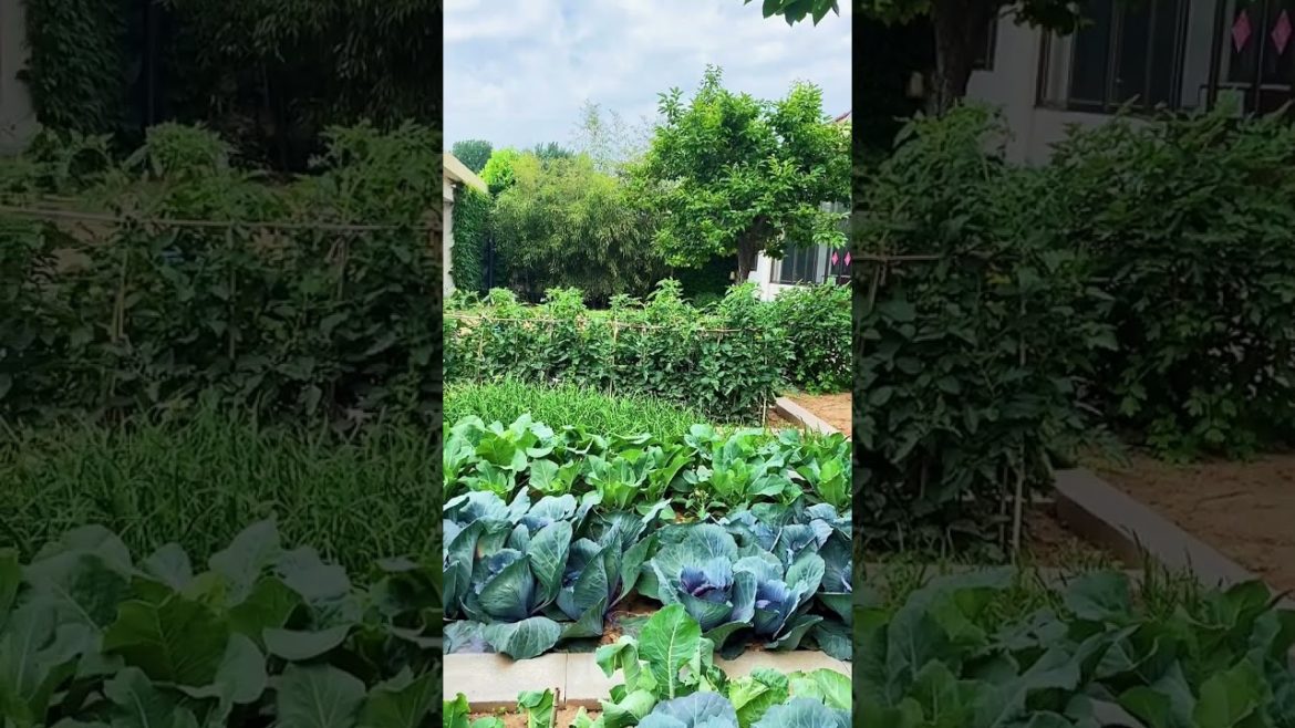 happened with garden at home happened with garden at home