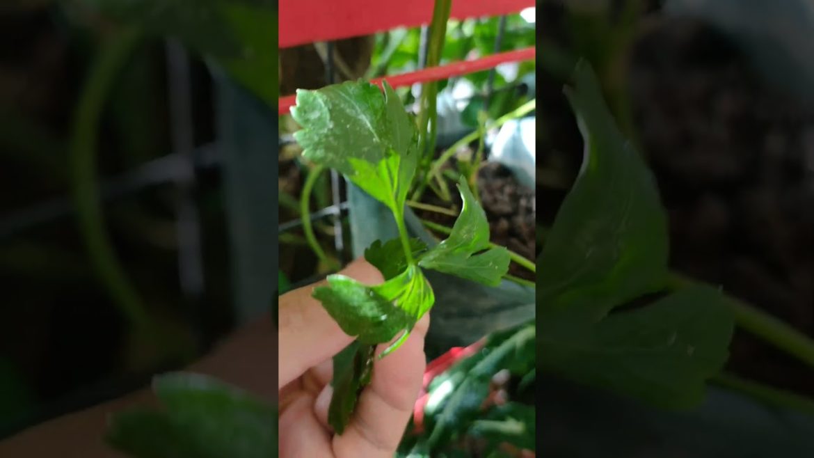 KINCHAY. Flat Leaf parsely. From Kitchen Scraps. 💚 #plants  #containergardening #recycle #ytshorts