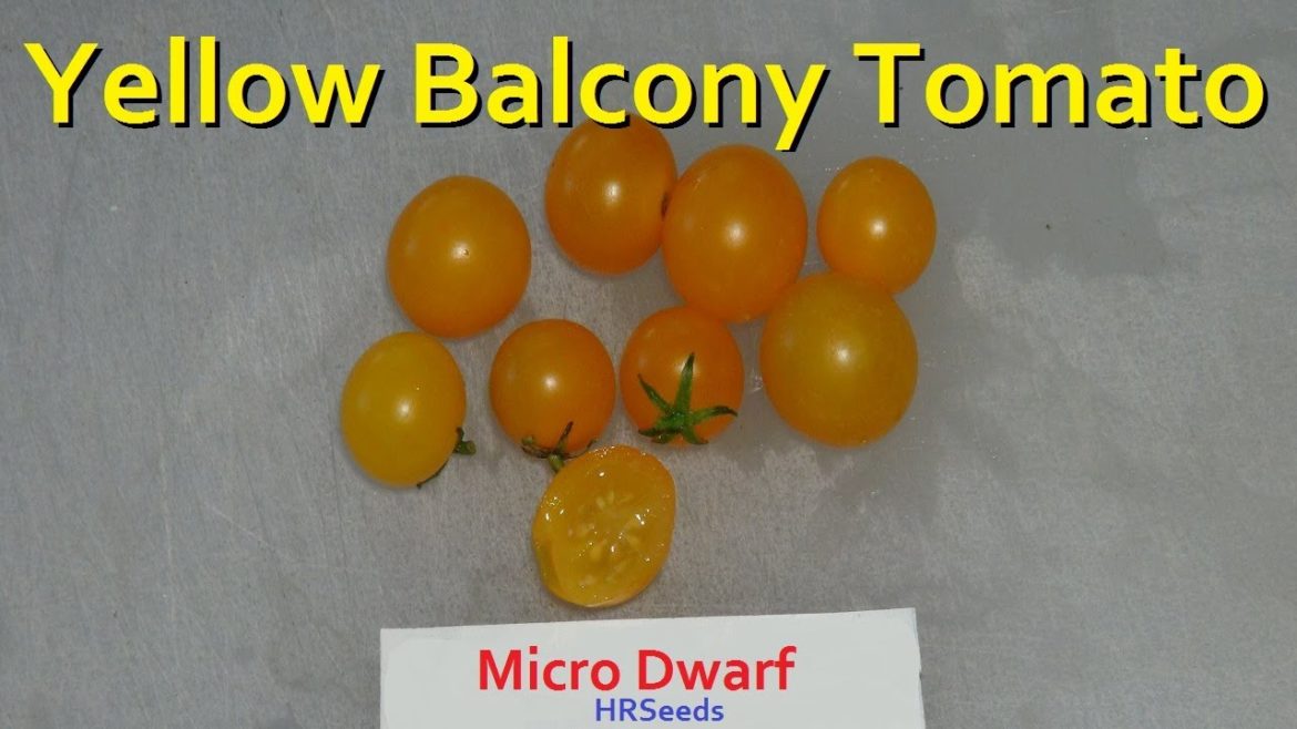 ⟹ Yellow Balcony Tomato | Tomato Review | Micro Dwarf Tomatoes