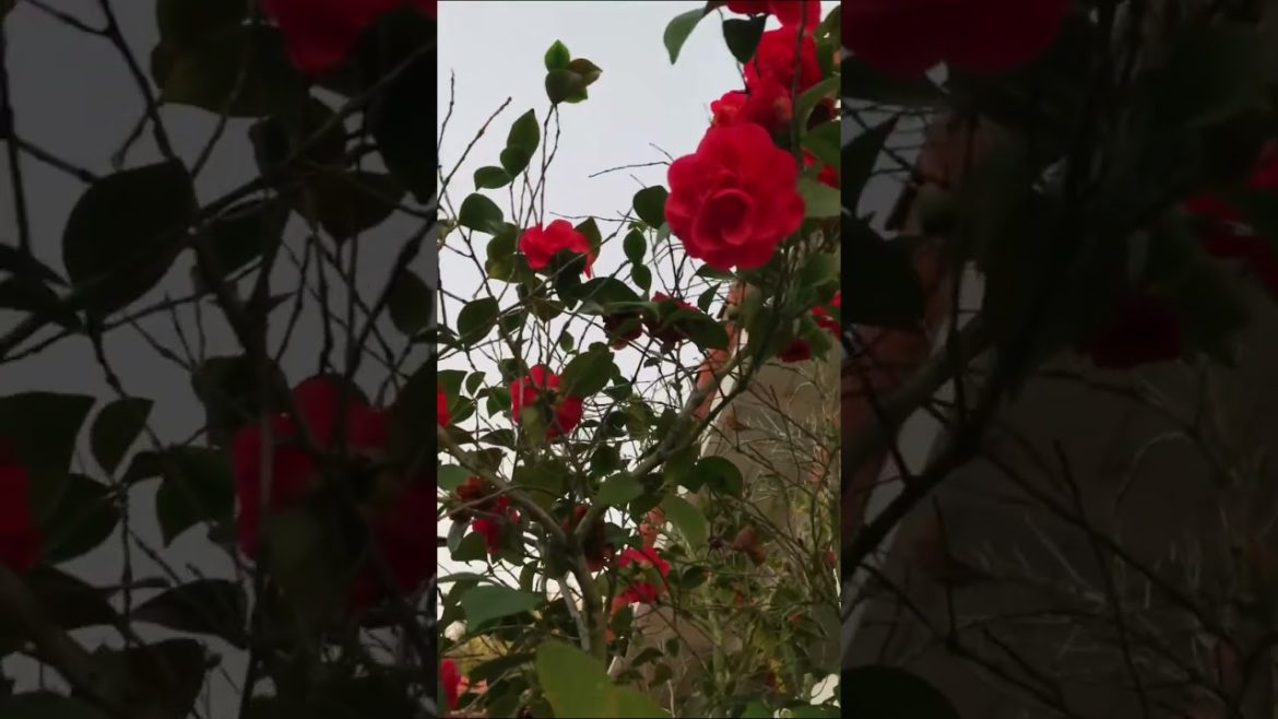I love this plant, Japanese camellia