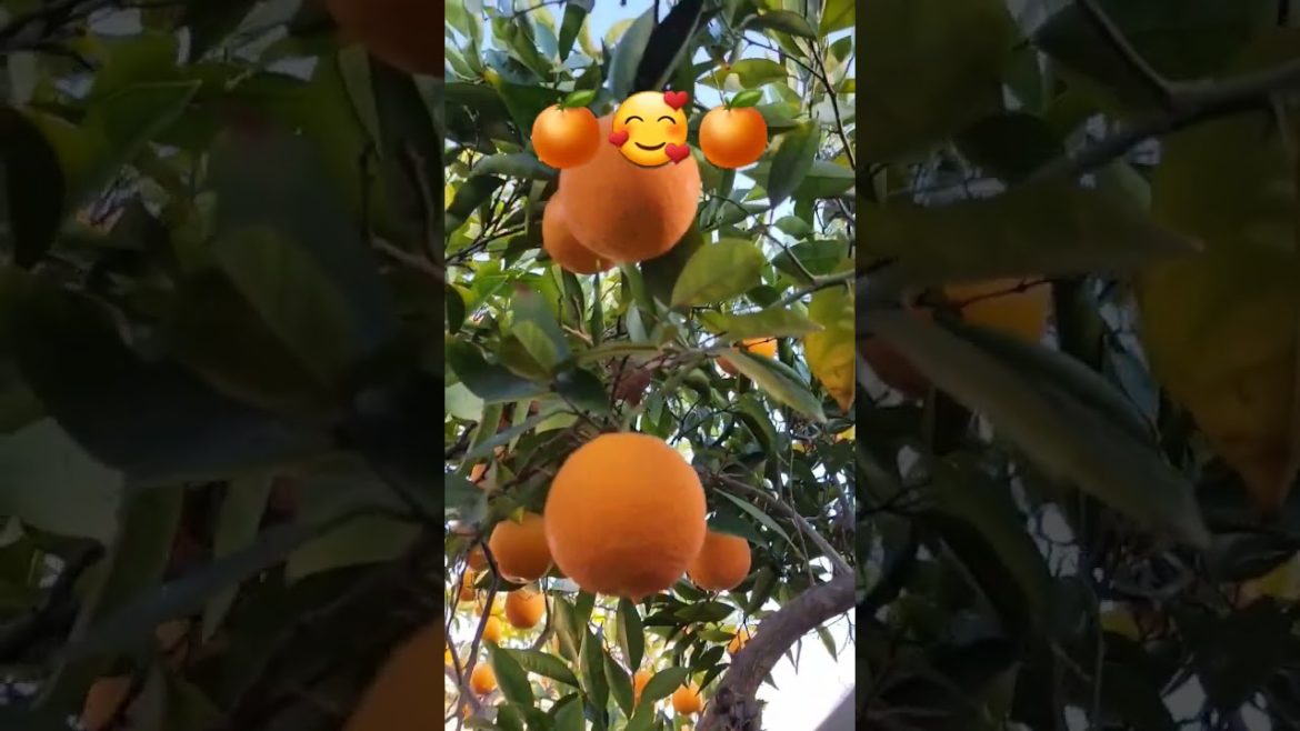 🍊🥰🍊ORANGE🍊#shorts #viral #short #orange #trending #youtubeshorts  #subscribe #viralvideo #1million