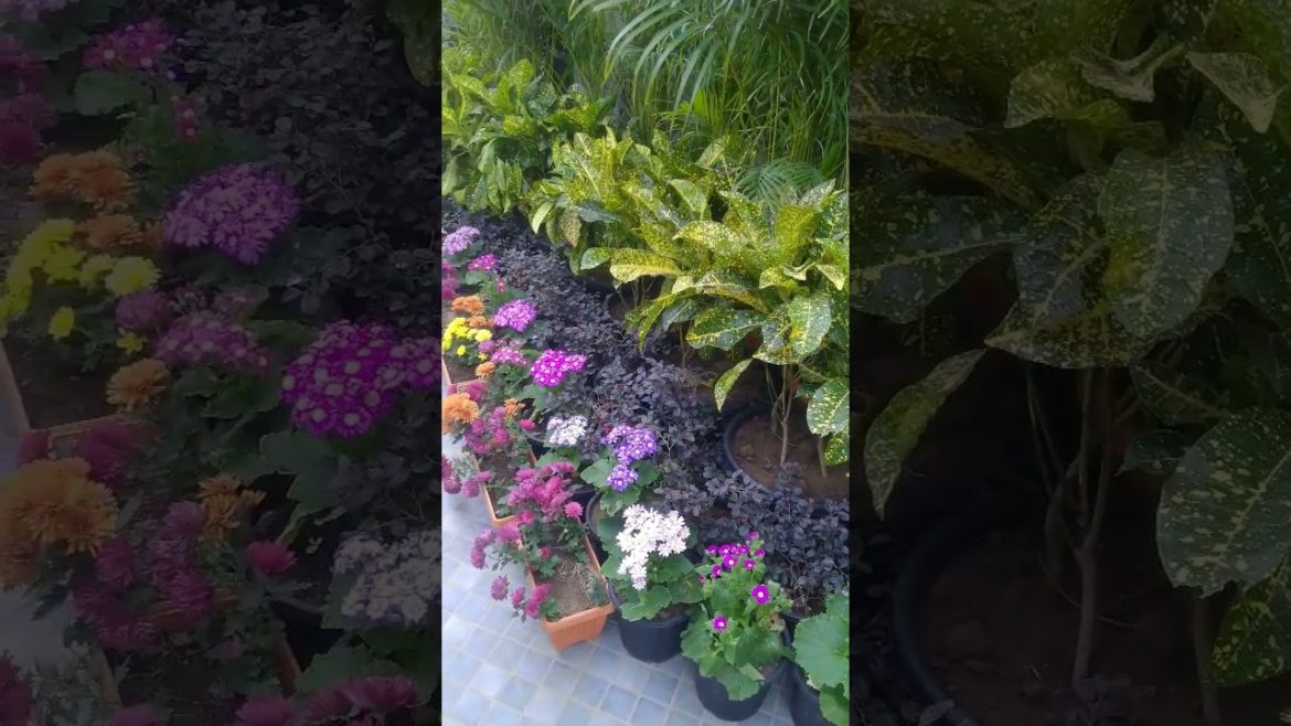 how to make beautiful plant design? garden ideas#youtubeshorts#viral #trending #shortvideo #shorts