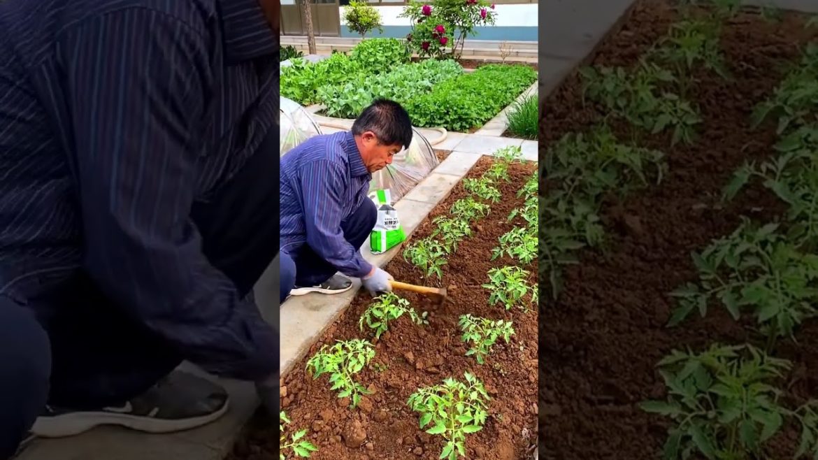 happened with garden at home happened with garden at home