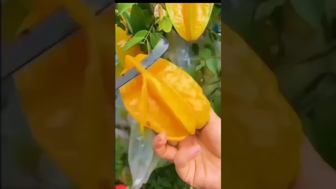 How to Gardener: Tips for A Successful Garden How to Gardener: Tips for A Successful Garden