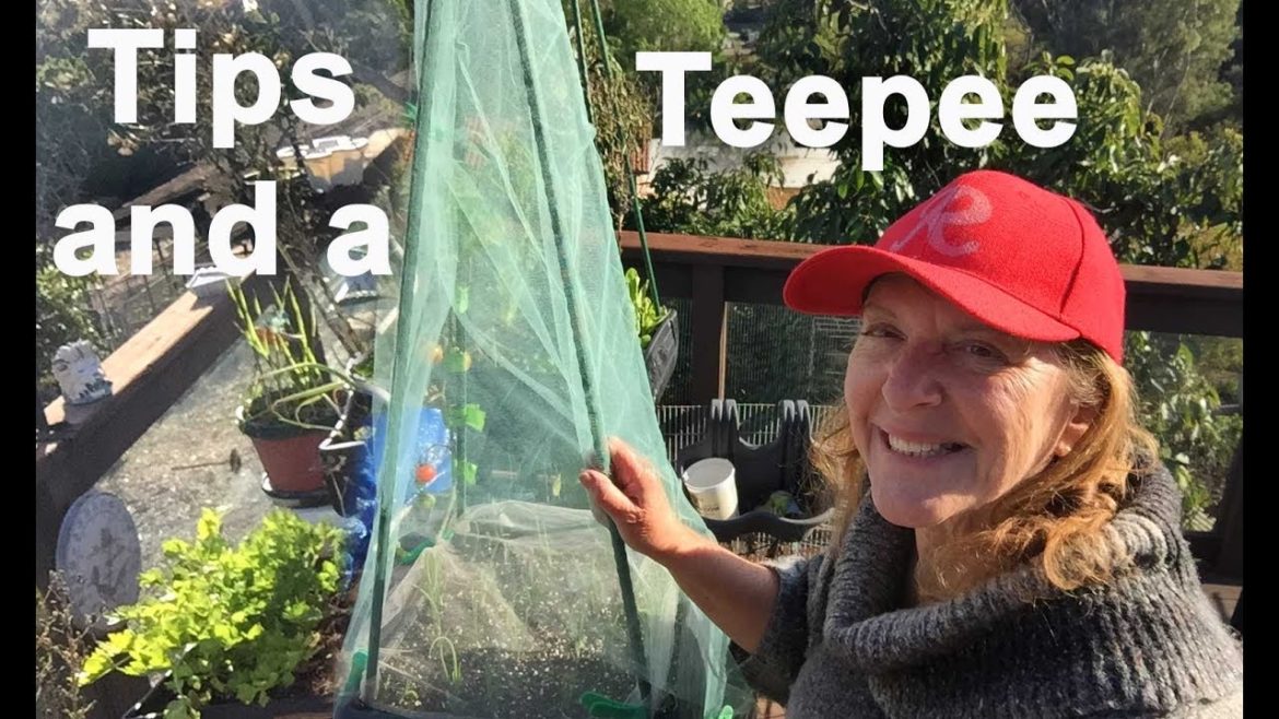 DIY Stop Pest-Planting Vegetable Patio Container Garden-Hummingbirds feeding by hand & Nesting