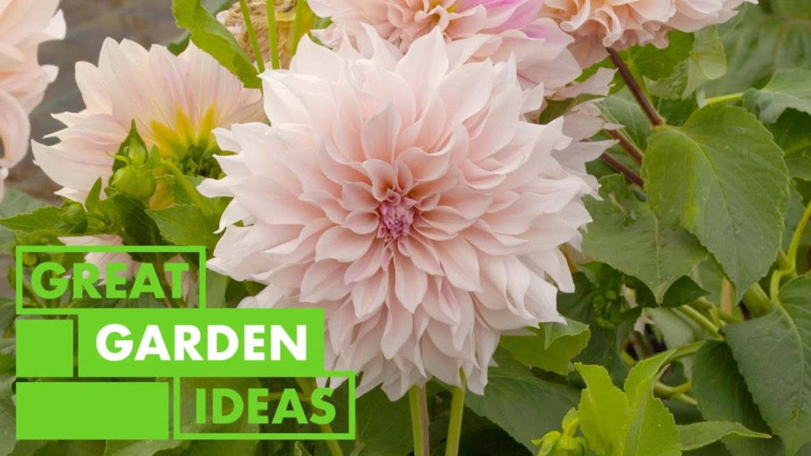 How to Grow Hippeastrums | GARDEN | Great Home Ideas