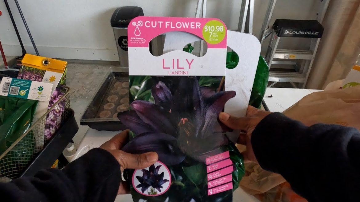 Starting My Backyard Landscape Pt 2 | Starting My Perennial Bulbs Indoors | DIY Landscape & Makeover