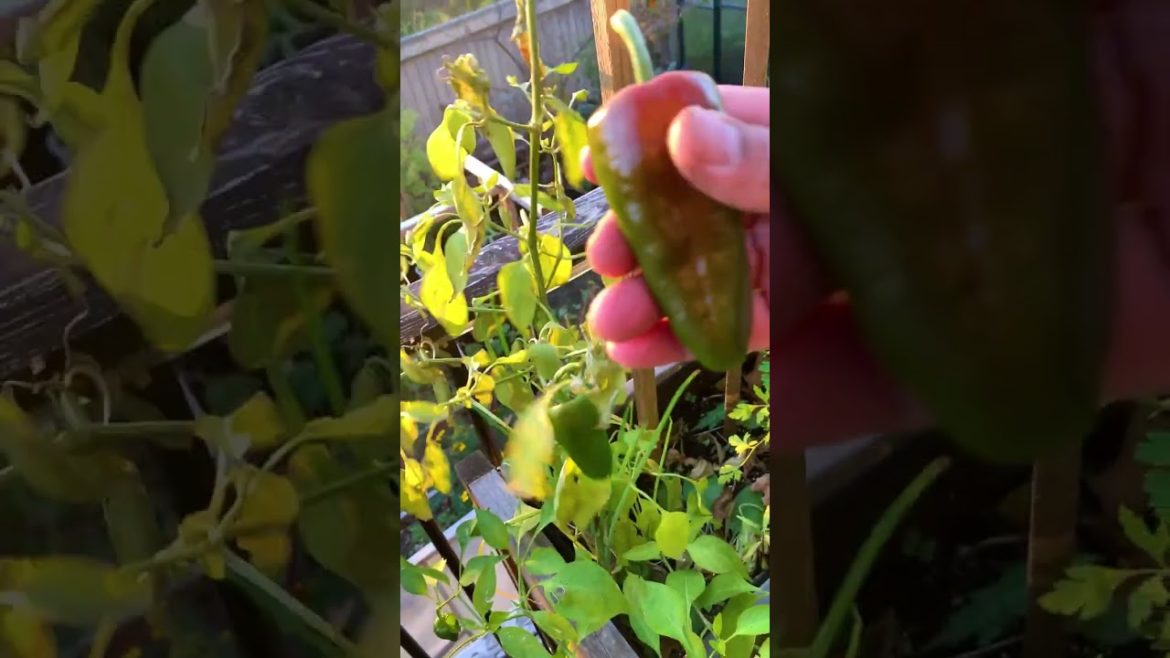 Overwintering pepper and easy frost protection cover to extend the season.