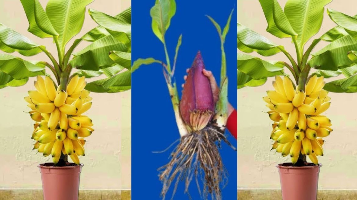 DIY gardening - HOW TO PLANT BANANA -  [easy step by step]