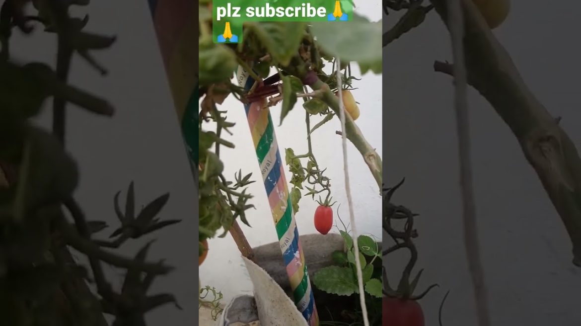 Tomato plant in a small container