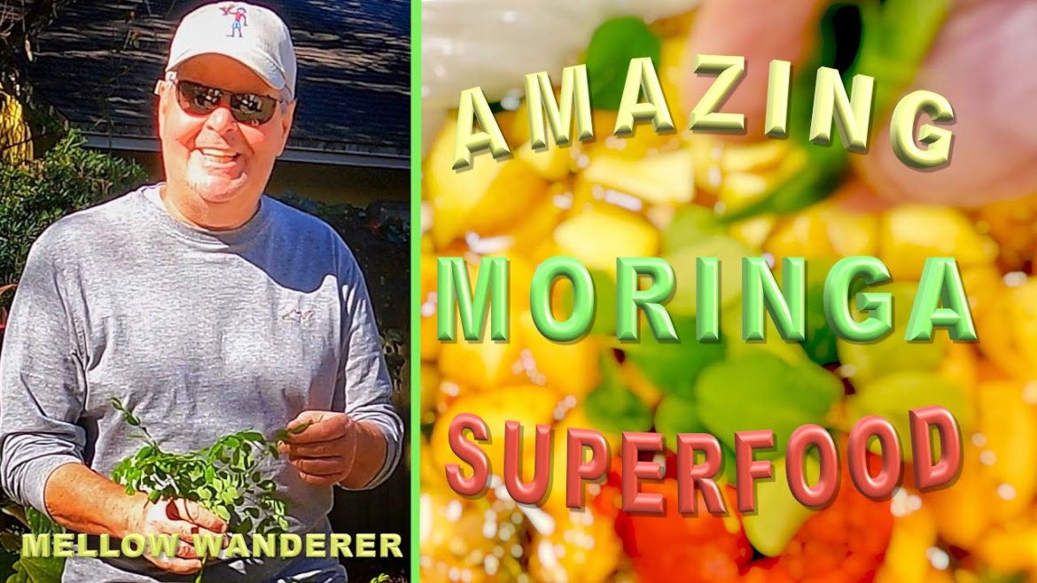 The Incredible Edible Moringa Plant: How To Unlock The Magic Of This Ultimate Superfood!