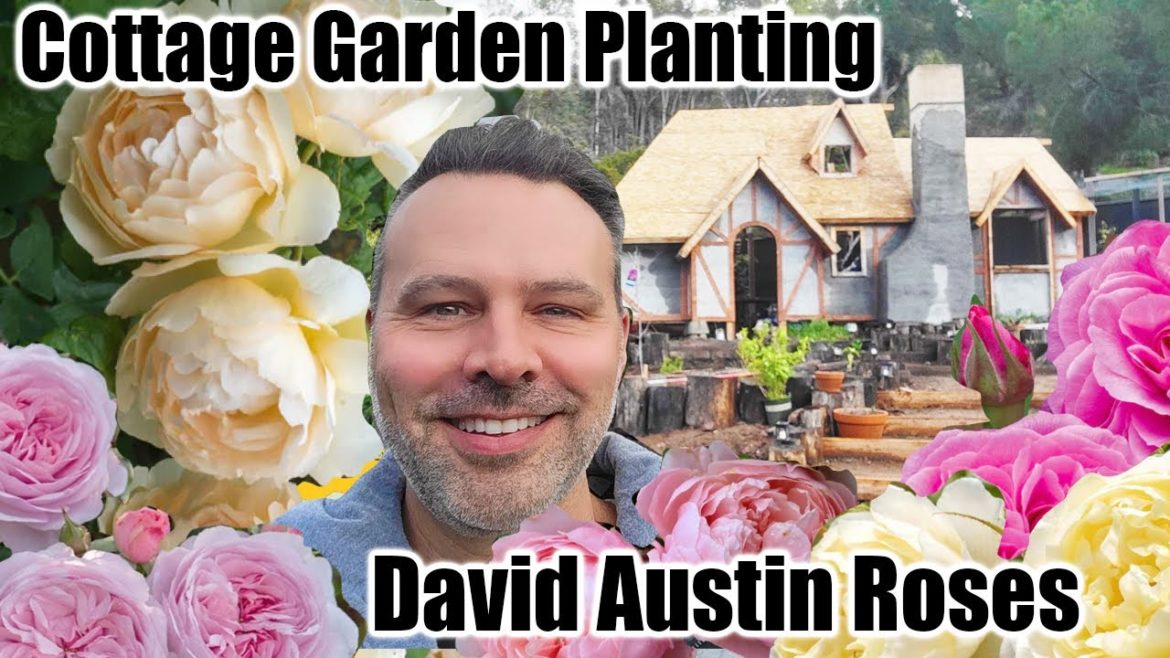 California Garden TV: How to Plant a Rose at Home // Bare Root & Potted How to Plant a Rose at Home // Bare Root & Potted