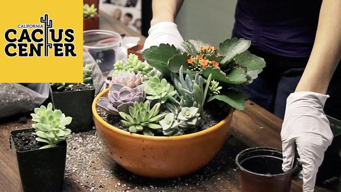 How To Create A Succulent Container Garden & Basic Care at The Hill Avenue Branch Library