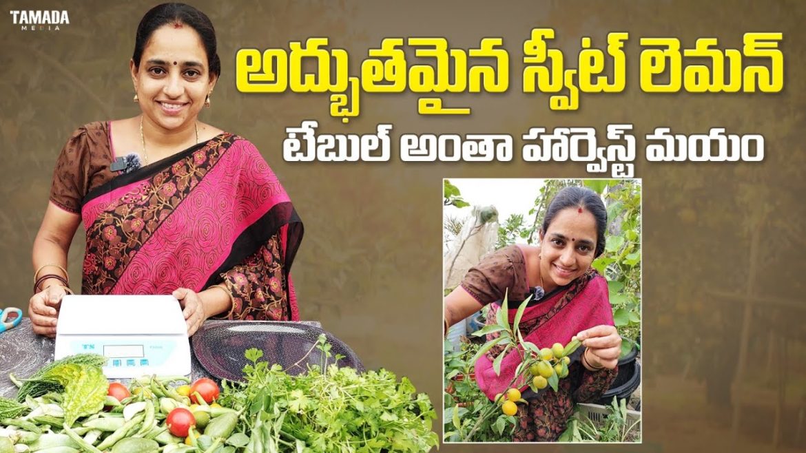 Biggest harvest in our terrace again | lots of vegetables harvest again || TELUGU GARDEN VLOG Biggest harvest in our terrace again | lots of vegetables harvest again || TELUGU GARDEN VLOG